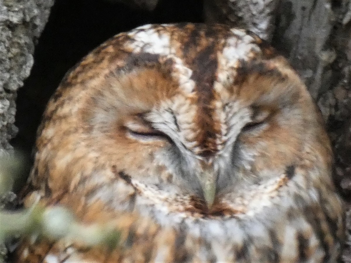 Tawny Owl - ML285685121