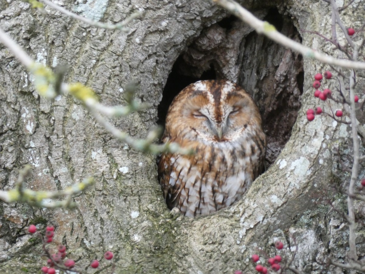 Tawny Owl - ML285685171