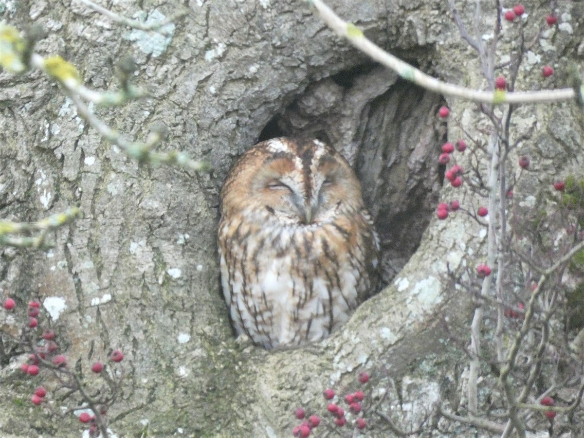 Tawny Owl - ML285685351