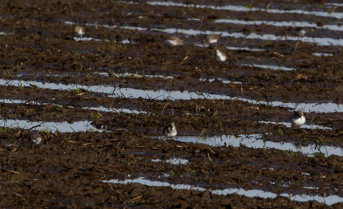 Dunlin - Jason Lott