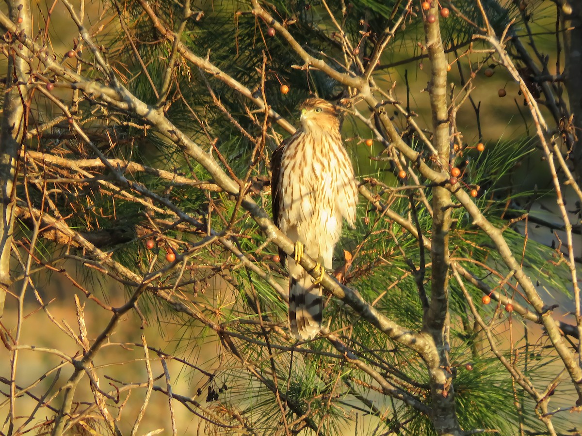 Cooper's Hawk - Matthew Krawczyk