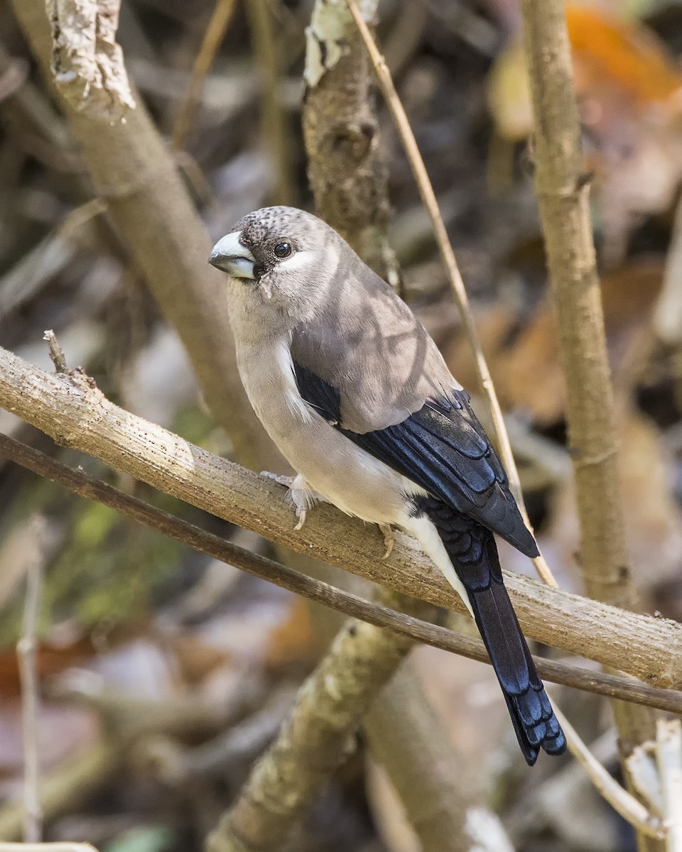 Brown Bullfinch - Nirav Raval