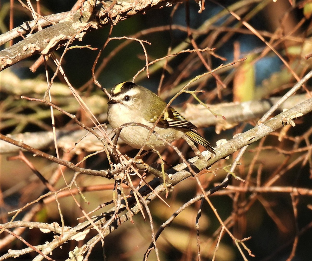 Golden-crowned Kinglet - ML285687751