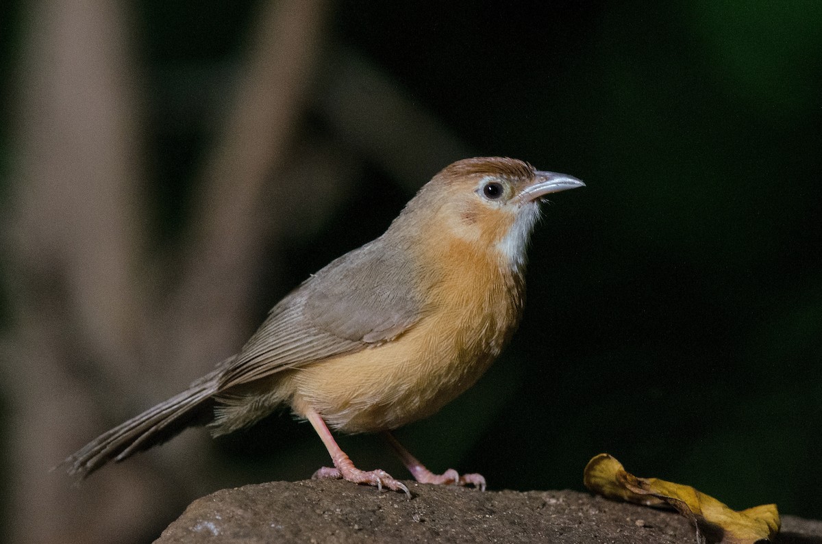 Tawny-bellied Babbler - Nirav Raval