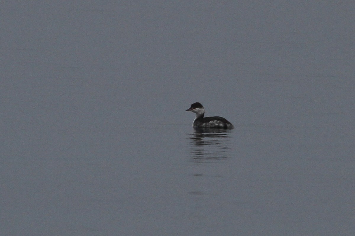 Horned Grebe - Dimitris  Kokkinidis