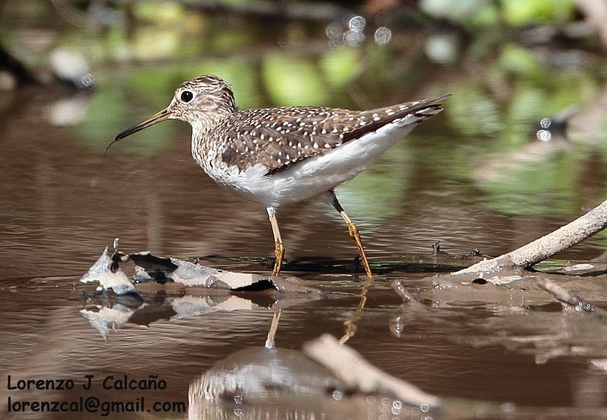 Solitary Sandpiper - ML285690671