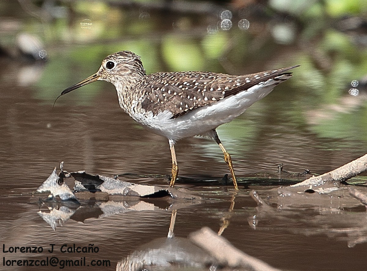 Solitary Sandpiper - Lorenzo Calcaño