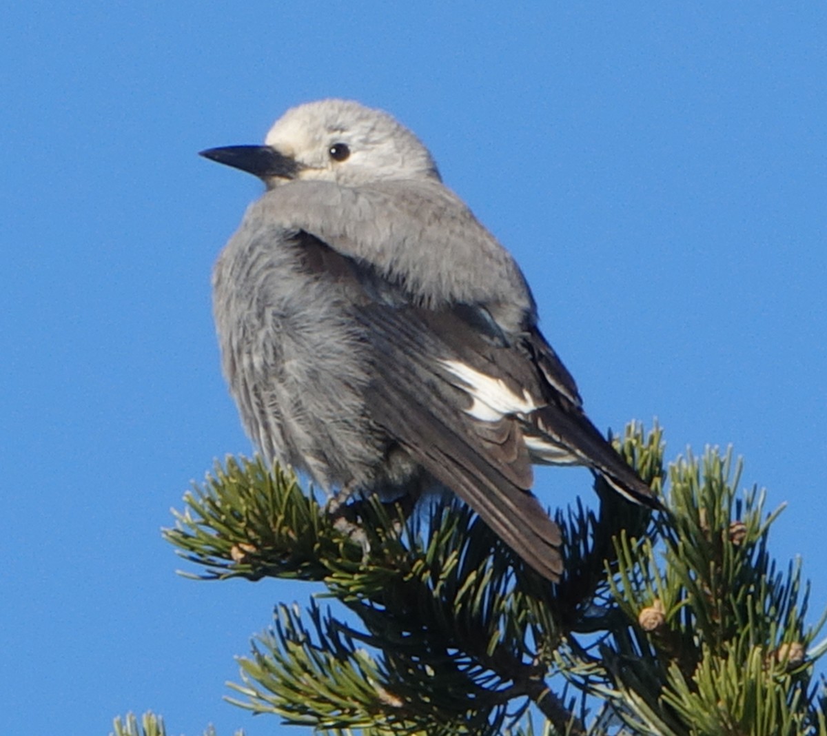 Clark's Nutcracker - ML285693611