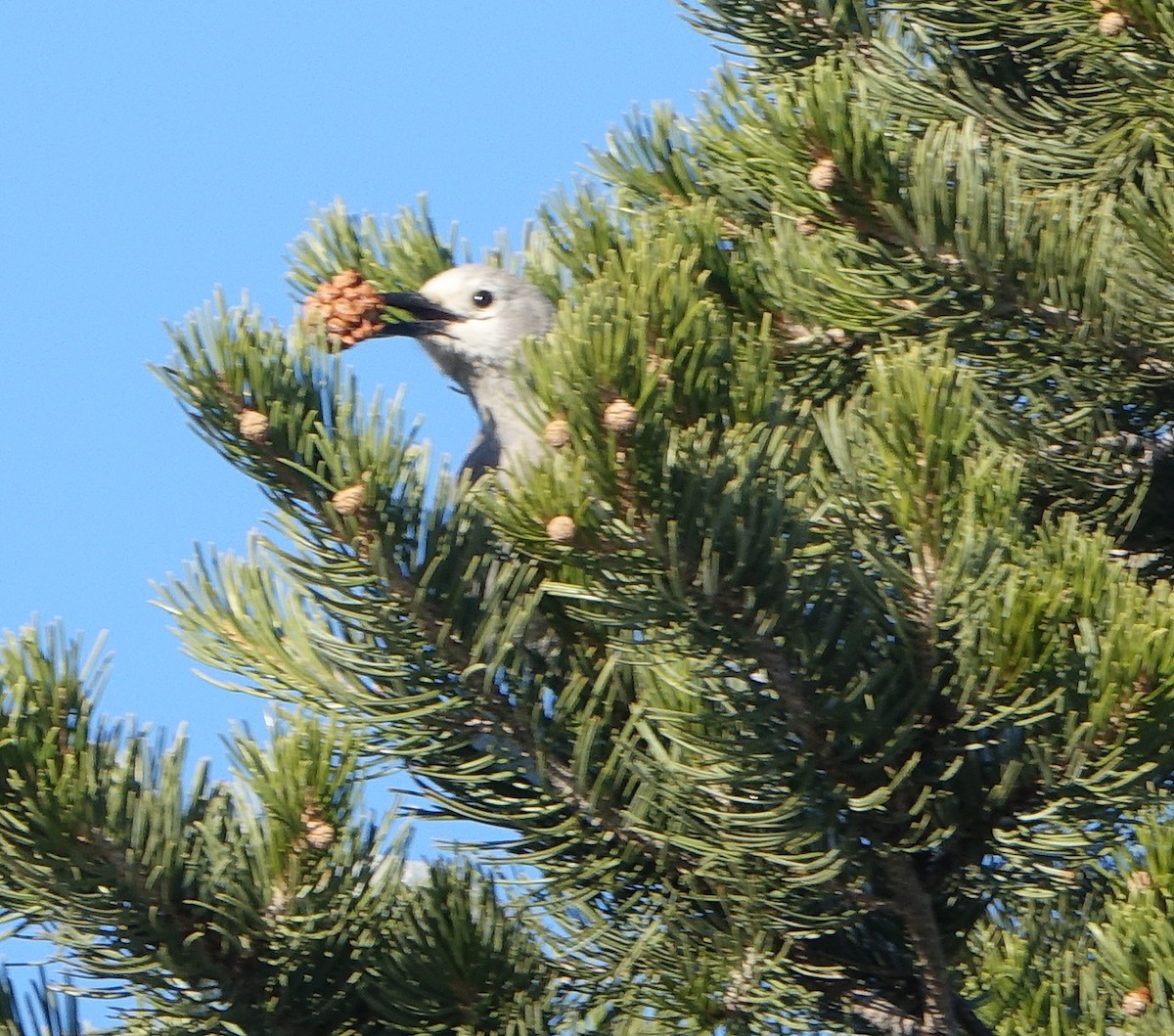 Clark's Nutcracker - ML285693731