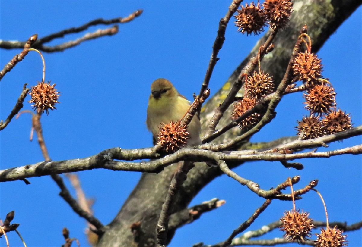 American Goldfinch - ML285694381