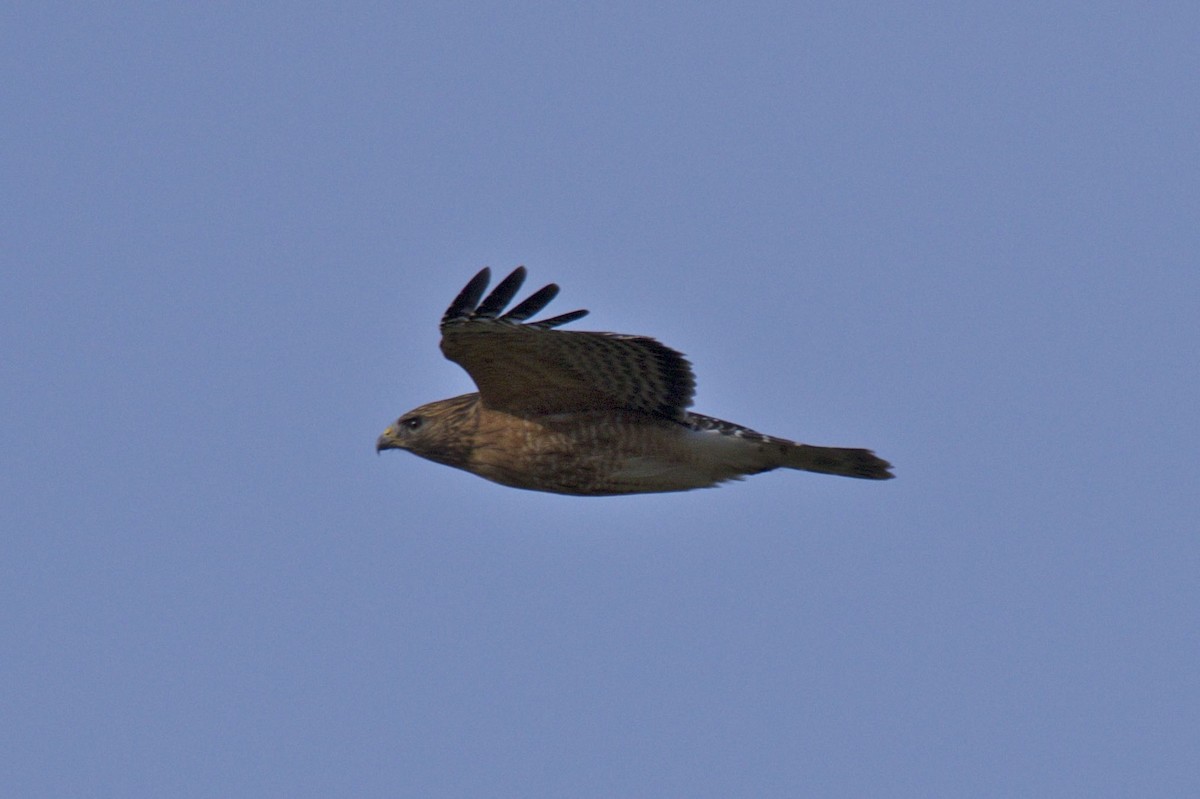 Red-shouldered Hawk - Ron Shrieves