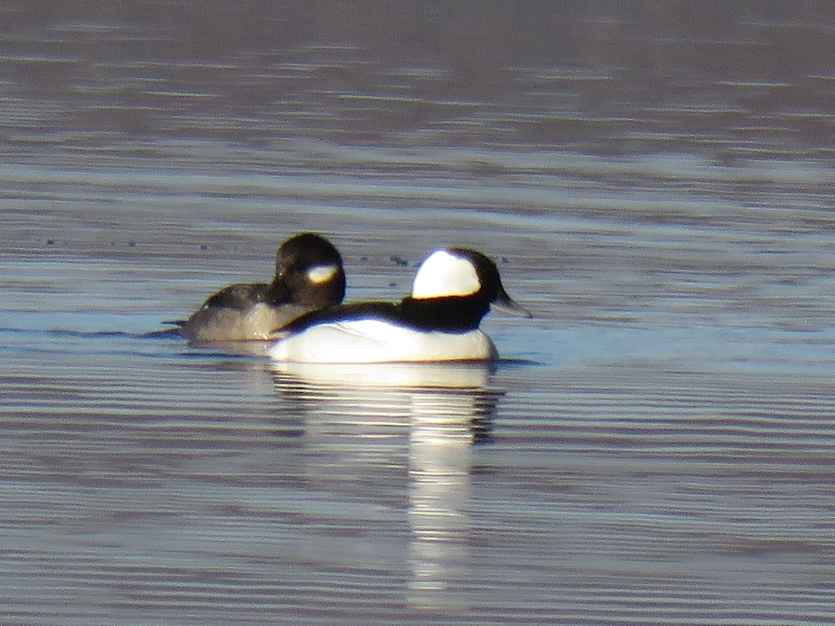 Bufflehead - ML285695641