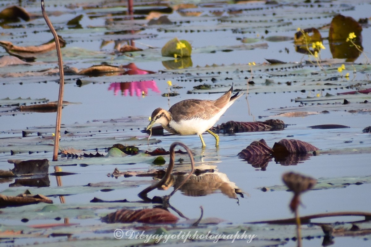 Pheasant-tailed Jacana - ML285696491