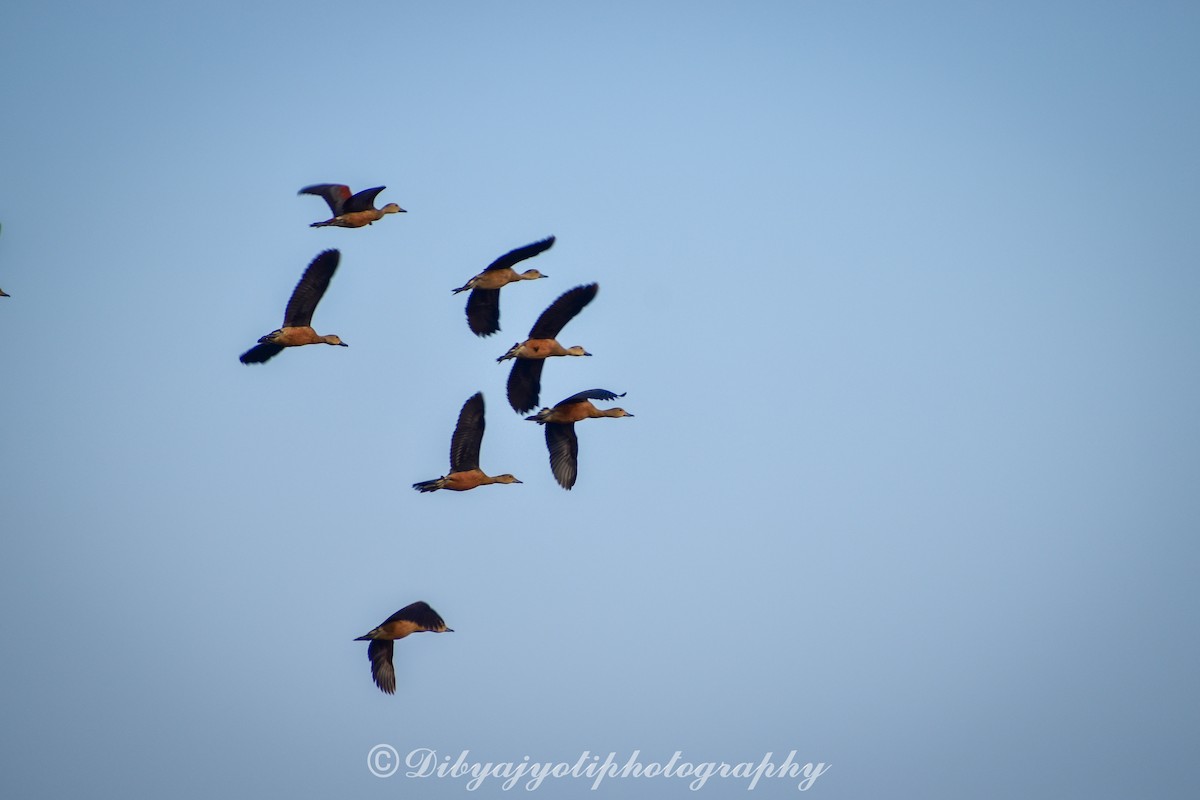 Lesser Whistling-Duck - ML285696641