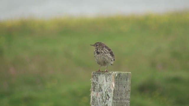 Meadow Pipit - ML285696721