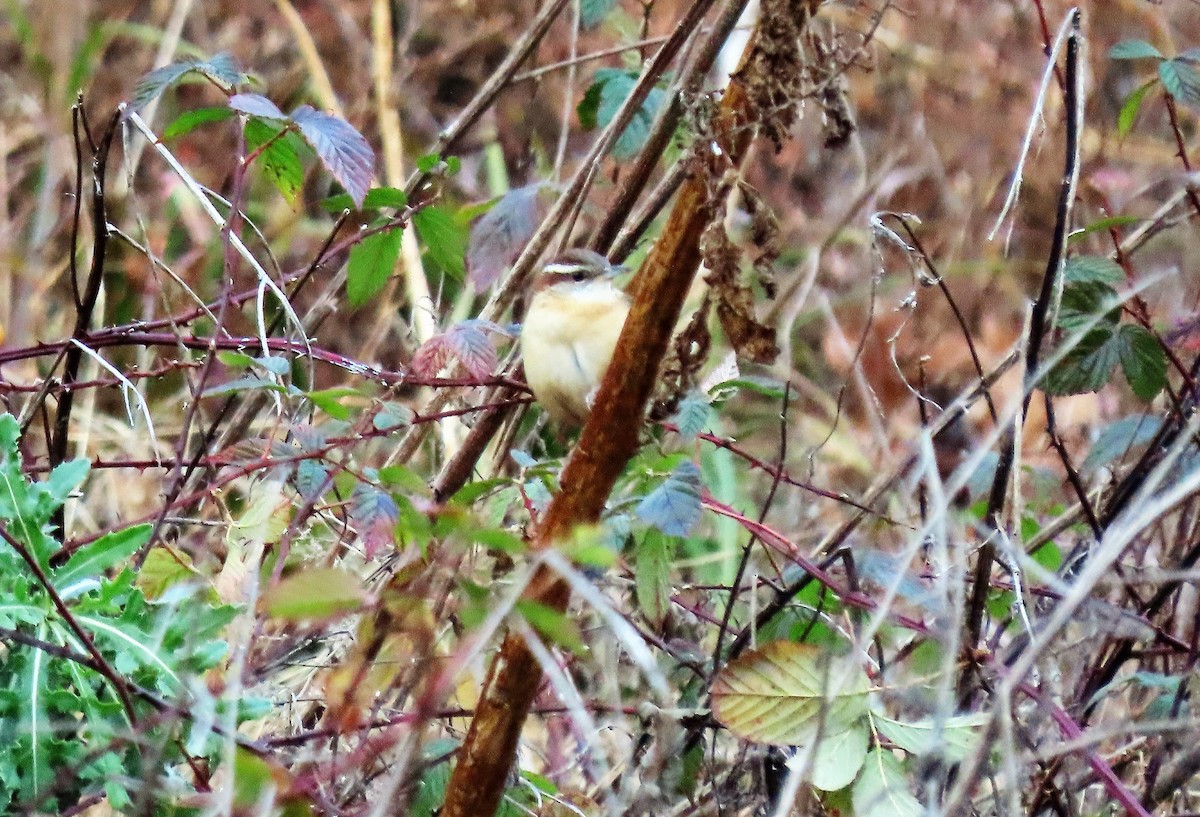 Carolina Wren - Anne Mytych