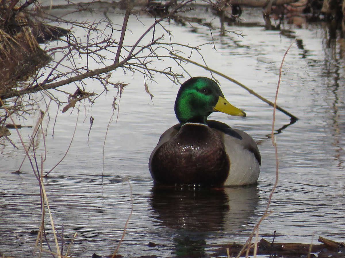 Canard colvert - ML285697481