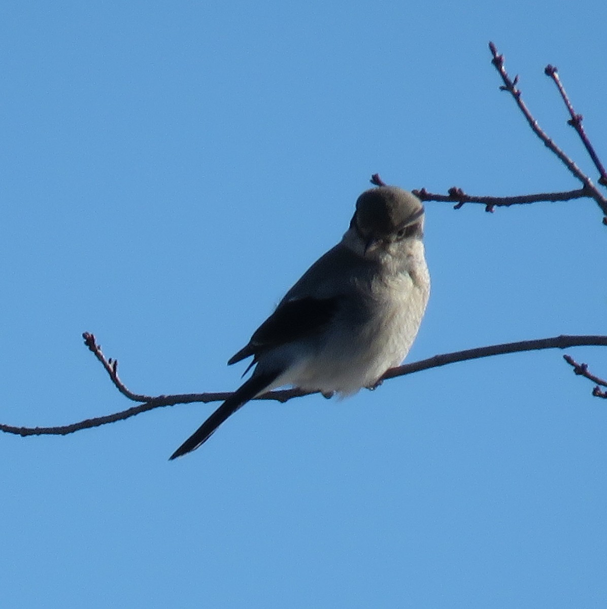 Northern Shrike - ML285697971