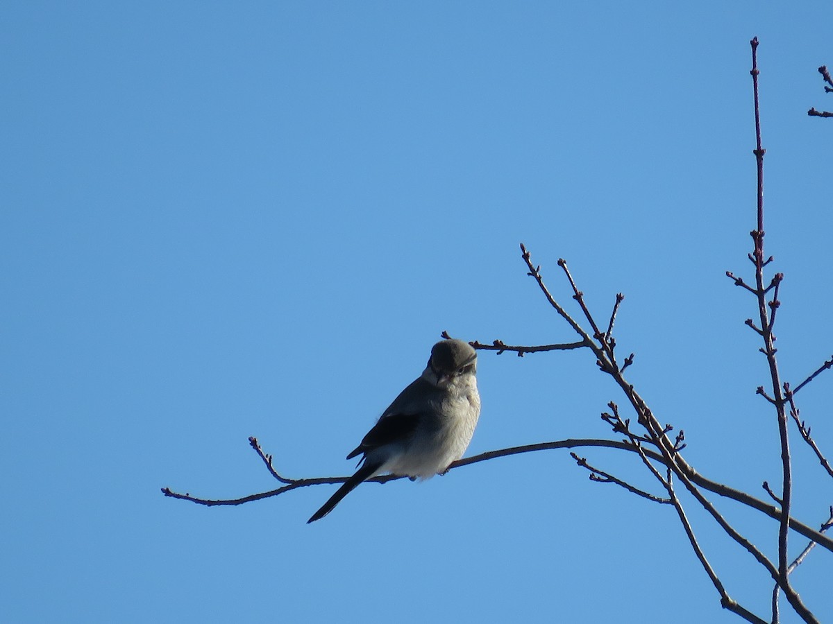 Northern Shrike - ML285697981