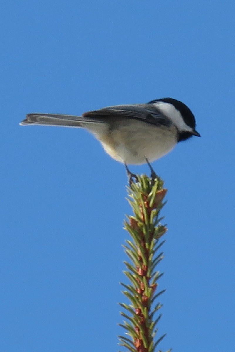 Black-capped Chickadee - ML285698151