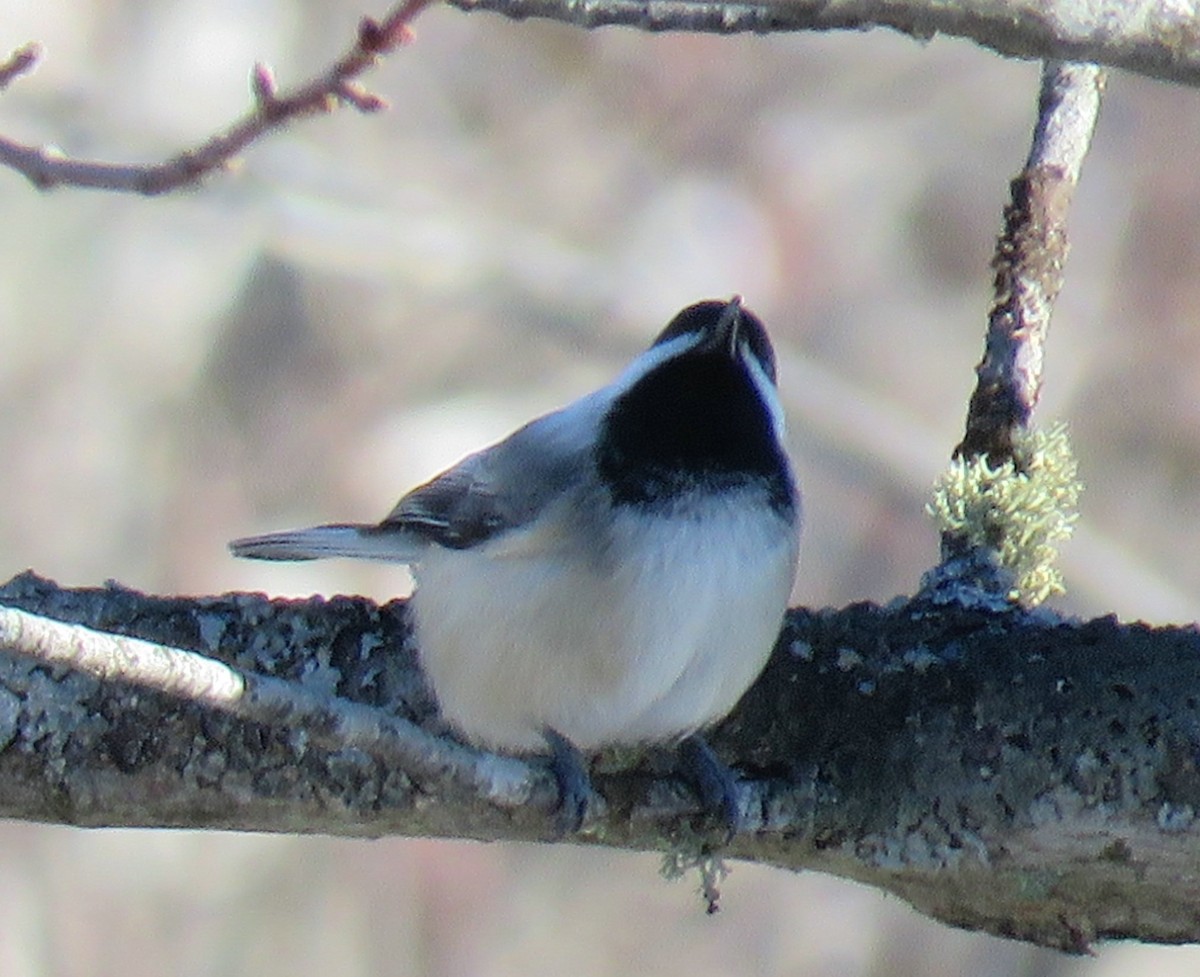 Black-capped Chickadee - ML285698161