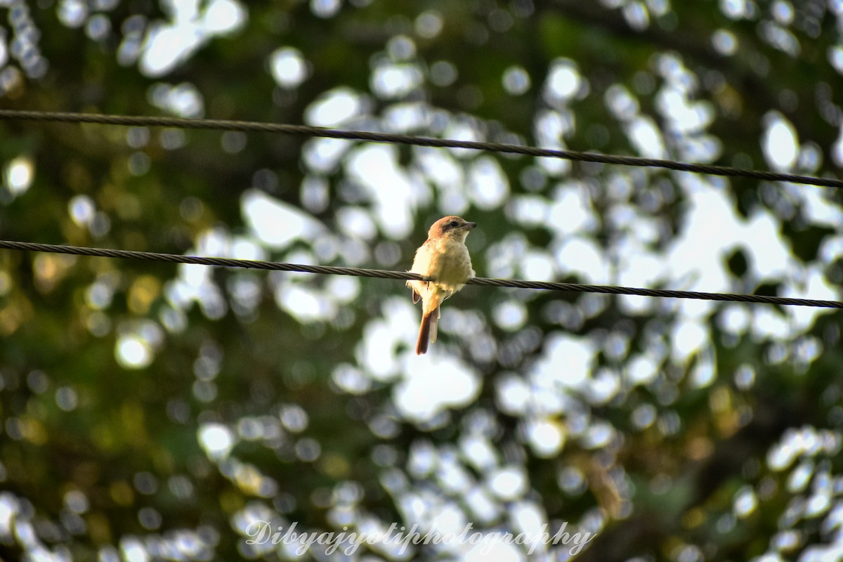 Brown Shrike - ML285698481