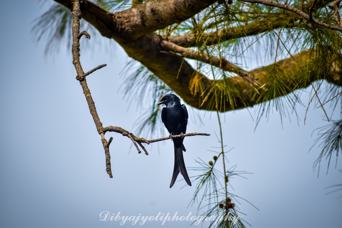 Black Drongo - ML285698641