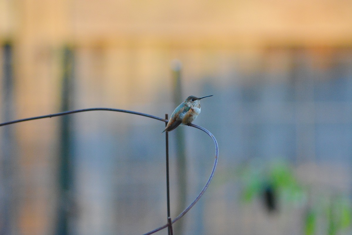 Rufous/Allen's Hummingbird - ML285699921