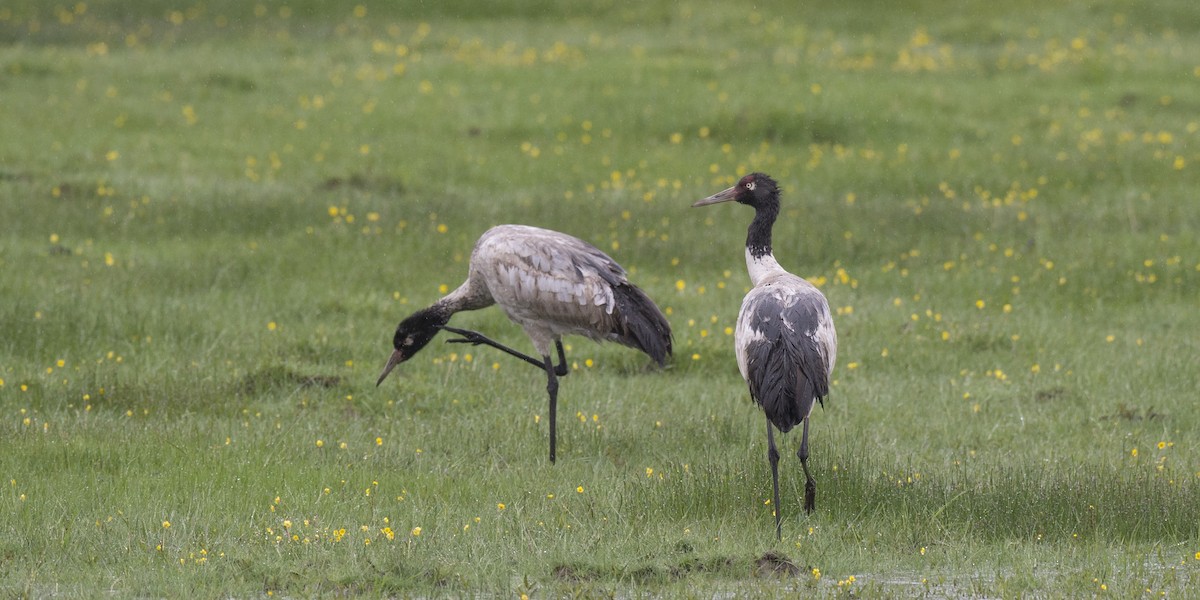 Black-necked Crane - benny cottele