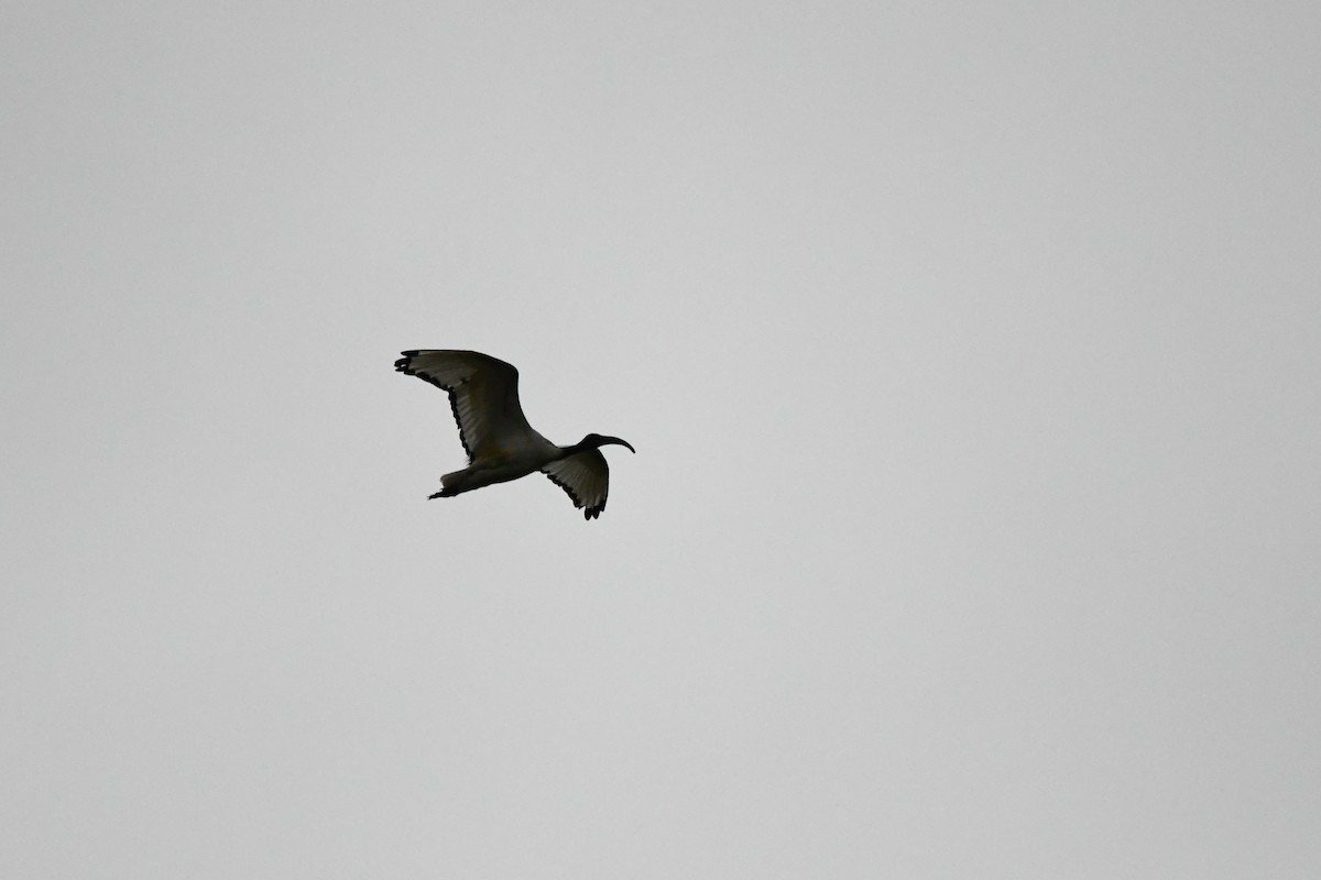 African Sacred Ibis - ML285700511