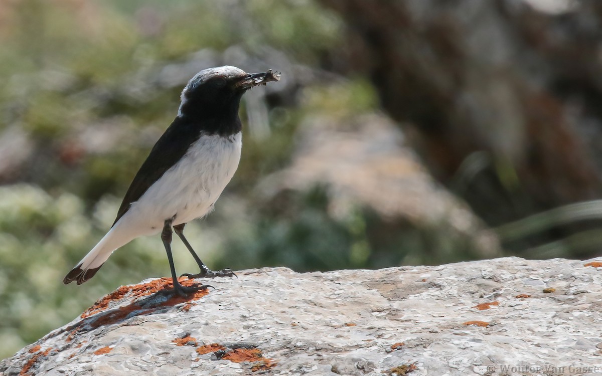 Finsch's Wheatear - ML285700901