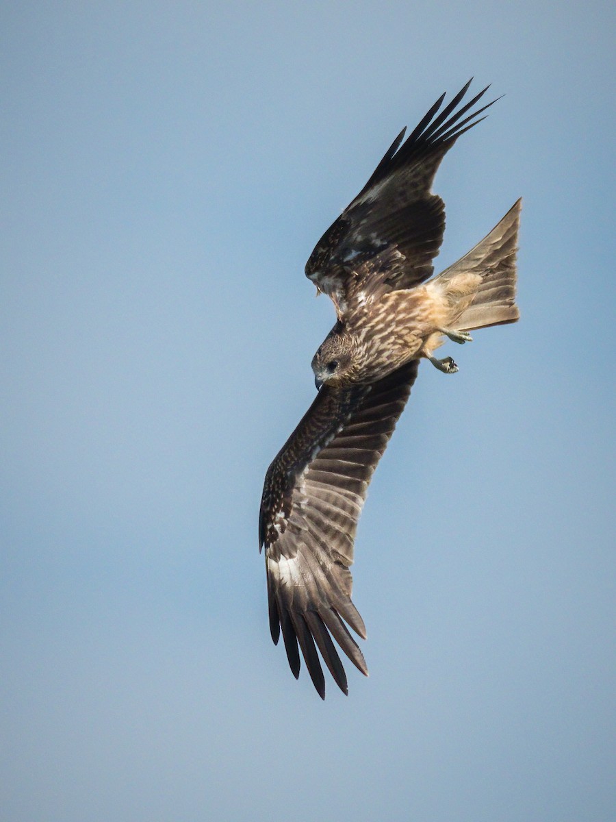 Black Kite (Black-eared) - ML285700911