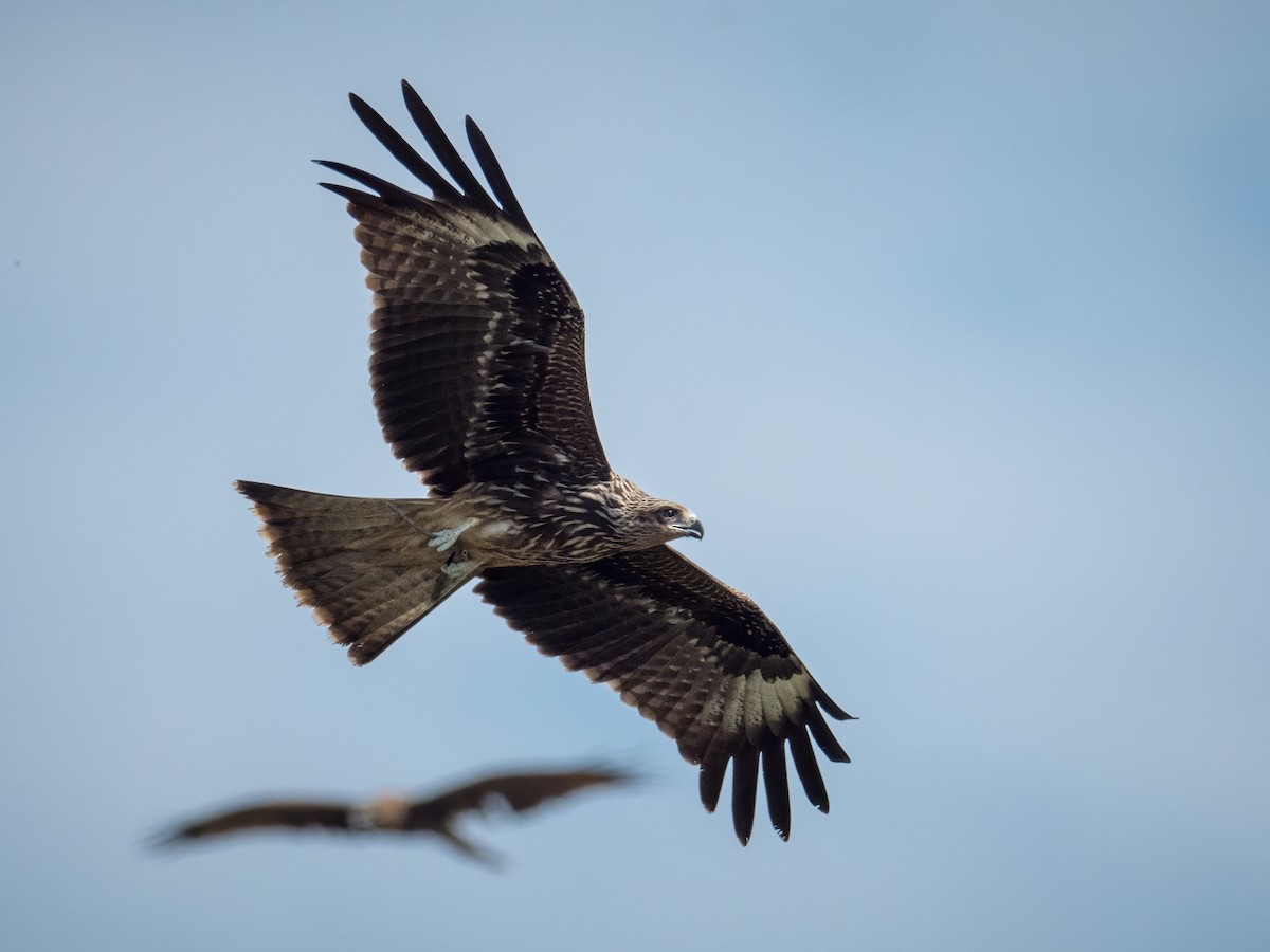 Black Kite (Black-eared) - ML285701001