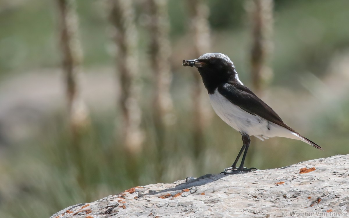 Finsch's Wheatear - ML285701011