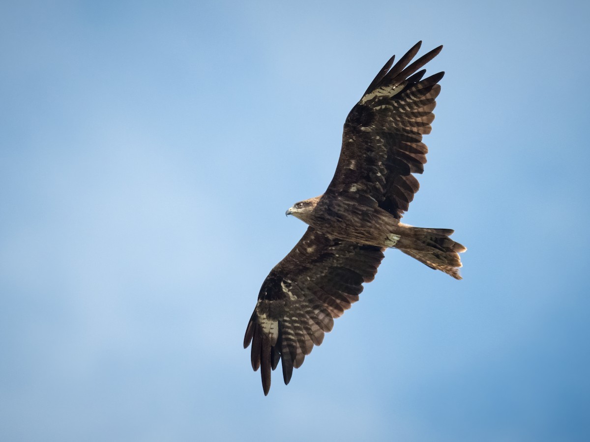 Black Kite (Black-eared) - ML285701061