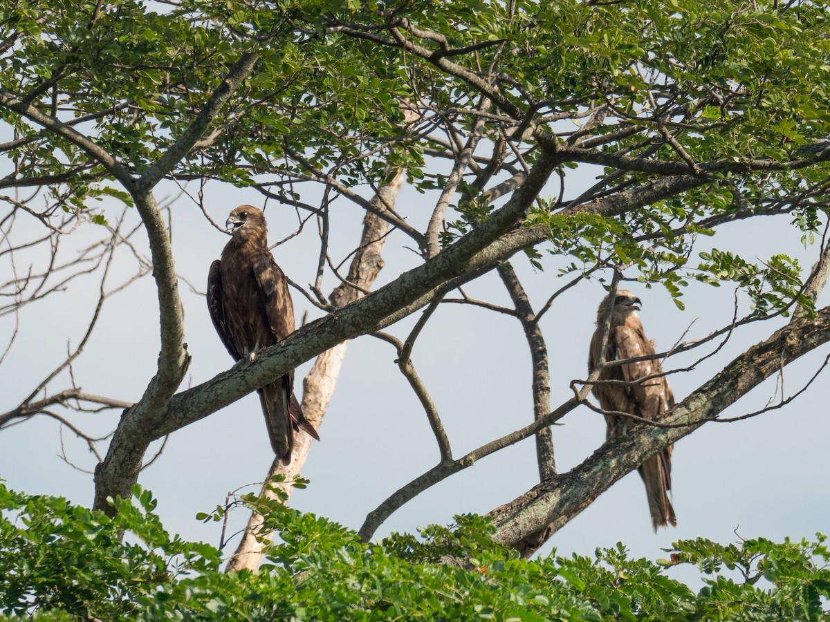 Black Kite (Black-eared) - ML285701071