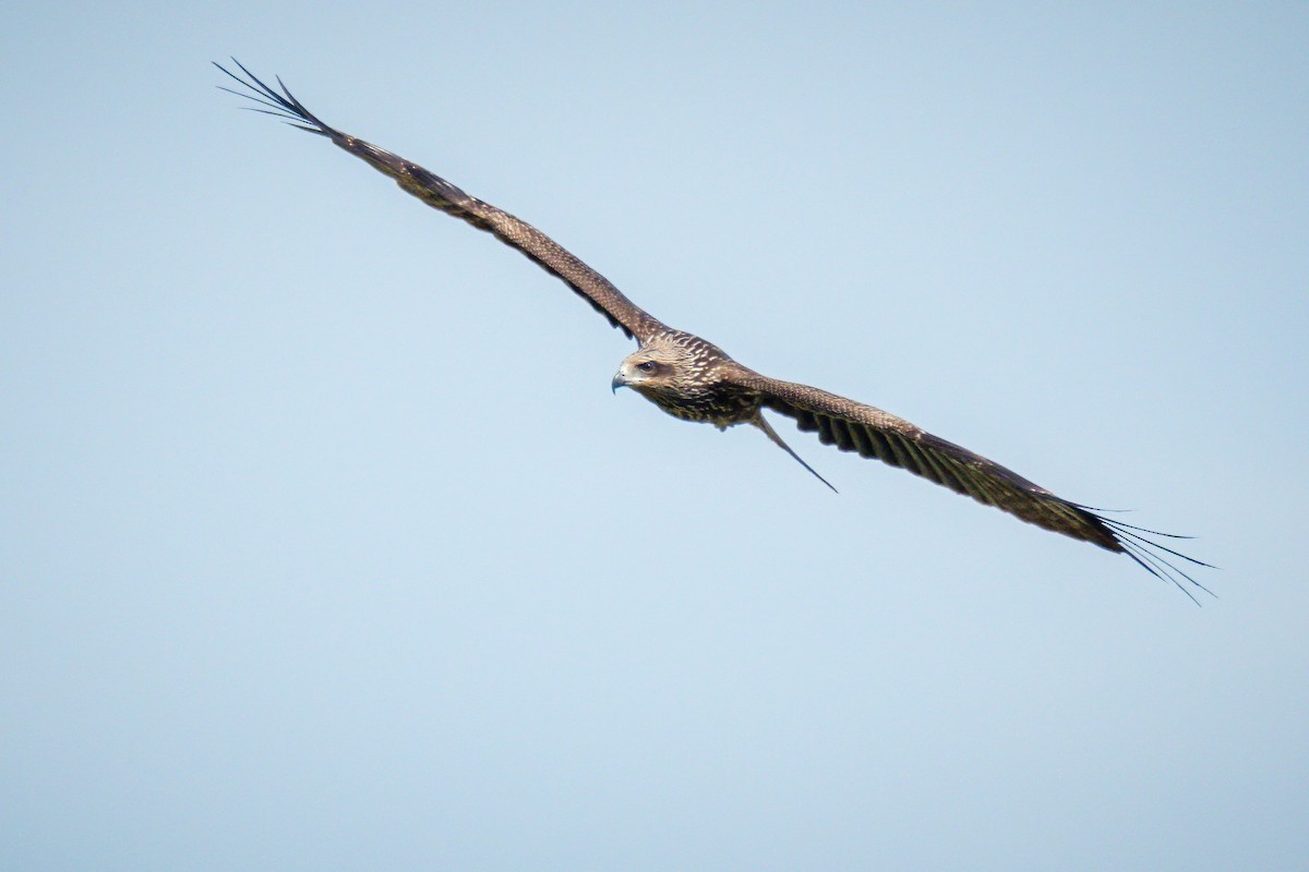 Black Kite (Black-eared) - ML285701081