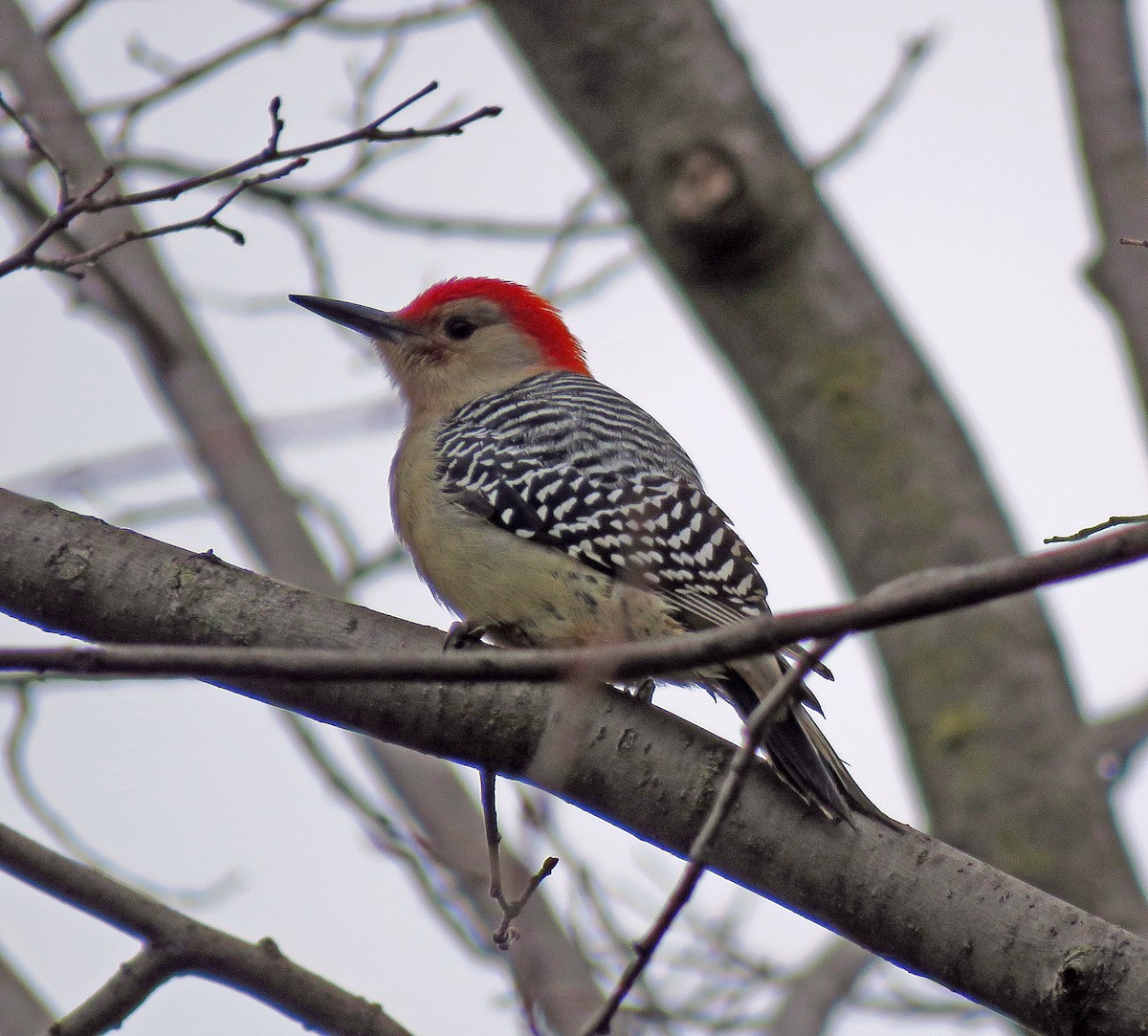 Red-bellied Woodpecker - ML285701271