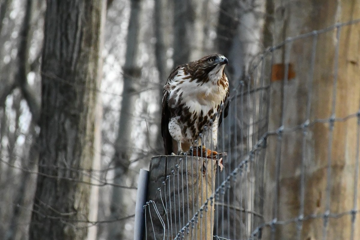 Red-tailed Hawk - ML285702501