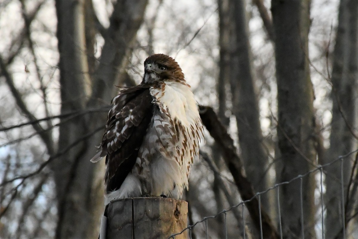 Red-tailed Hawk - ML285702551