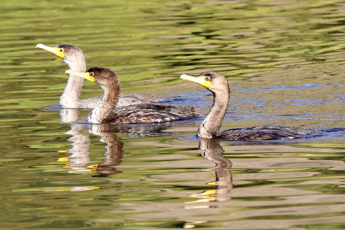 Double-crested Cormorant - ML285703251