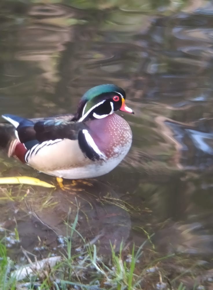 Wood Duck - ML285703971