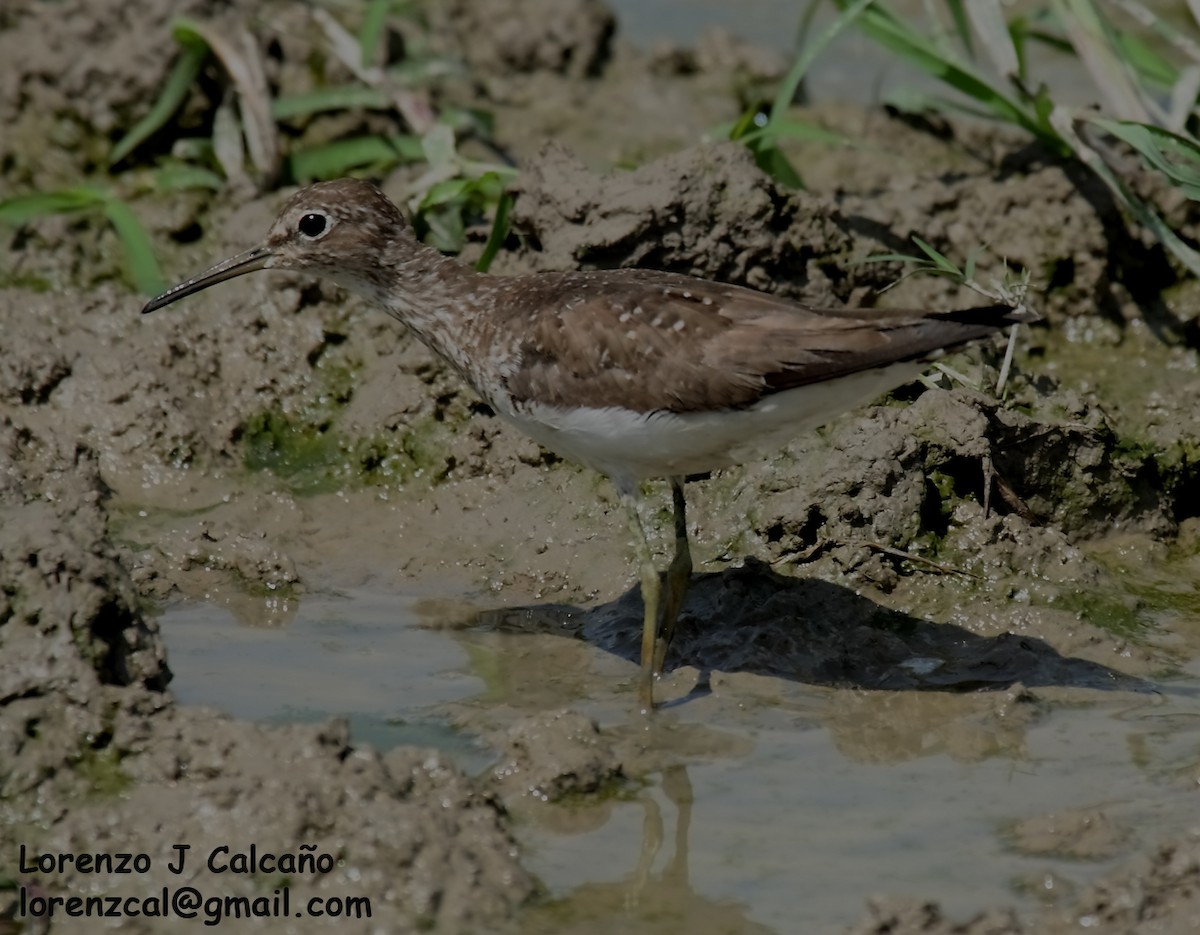 Solitary Sandpiper - Lorenzo Calcaño