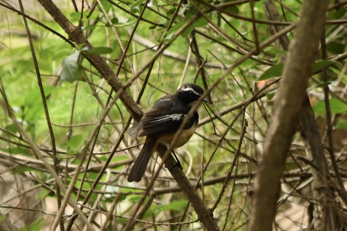 White-browed Robin-Chat - ML285704251