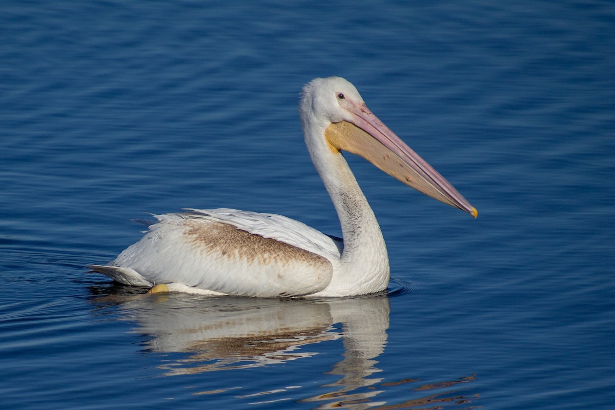 pelikán severoamerický - ML285704861