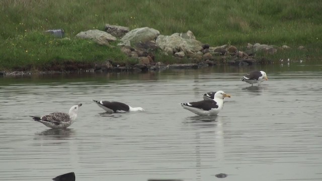 Great Black-backed Gull - ML285705441