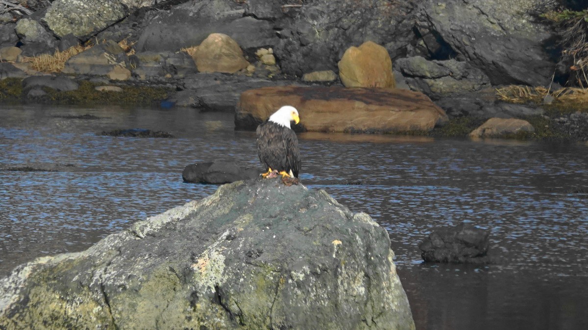 Weißkopf-Seeadler - ML285707091