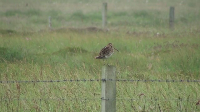 Common Snipe - ML285707811