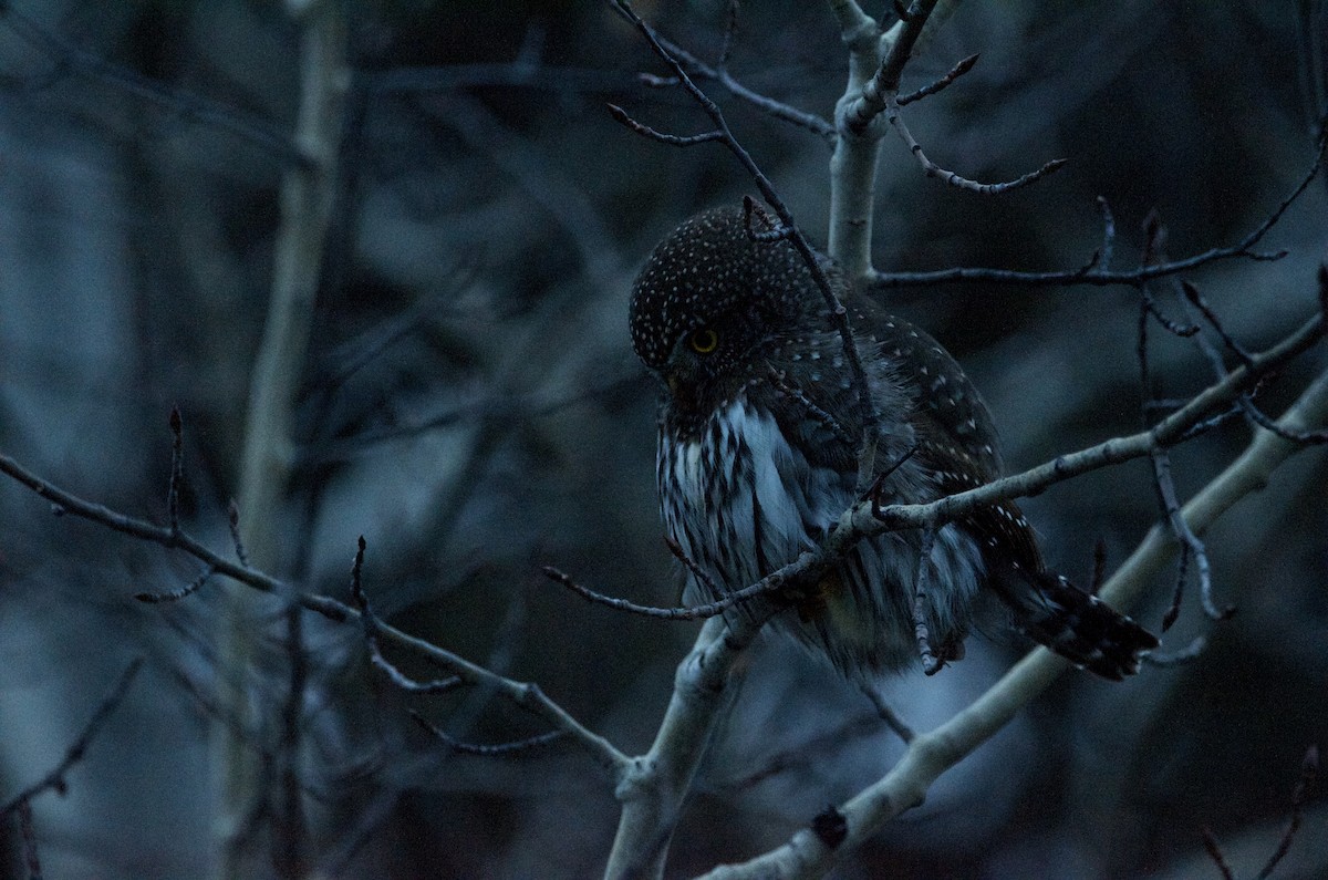 Northern Pygmy-Owl - James Turner