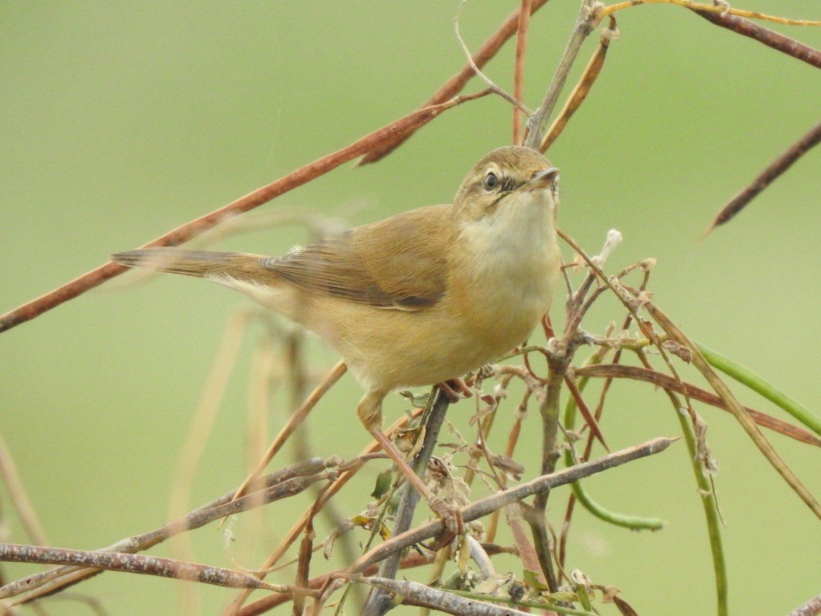 Paddyfield Warbler - ML285709431